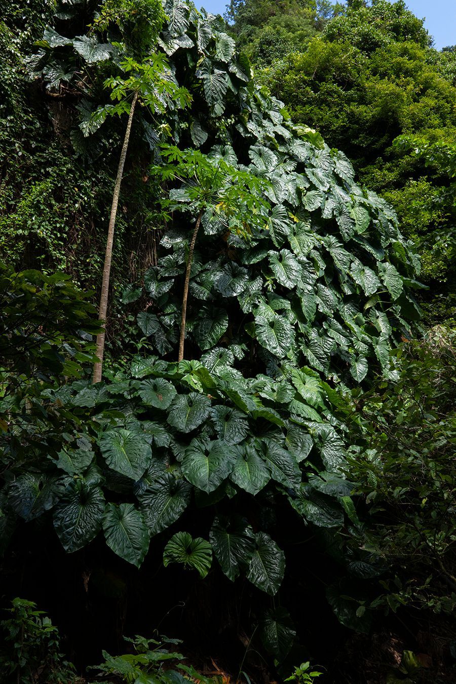 Broad dark elephant-ear leaves cascading down a shaded forest slope