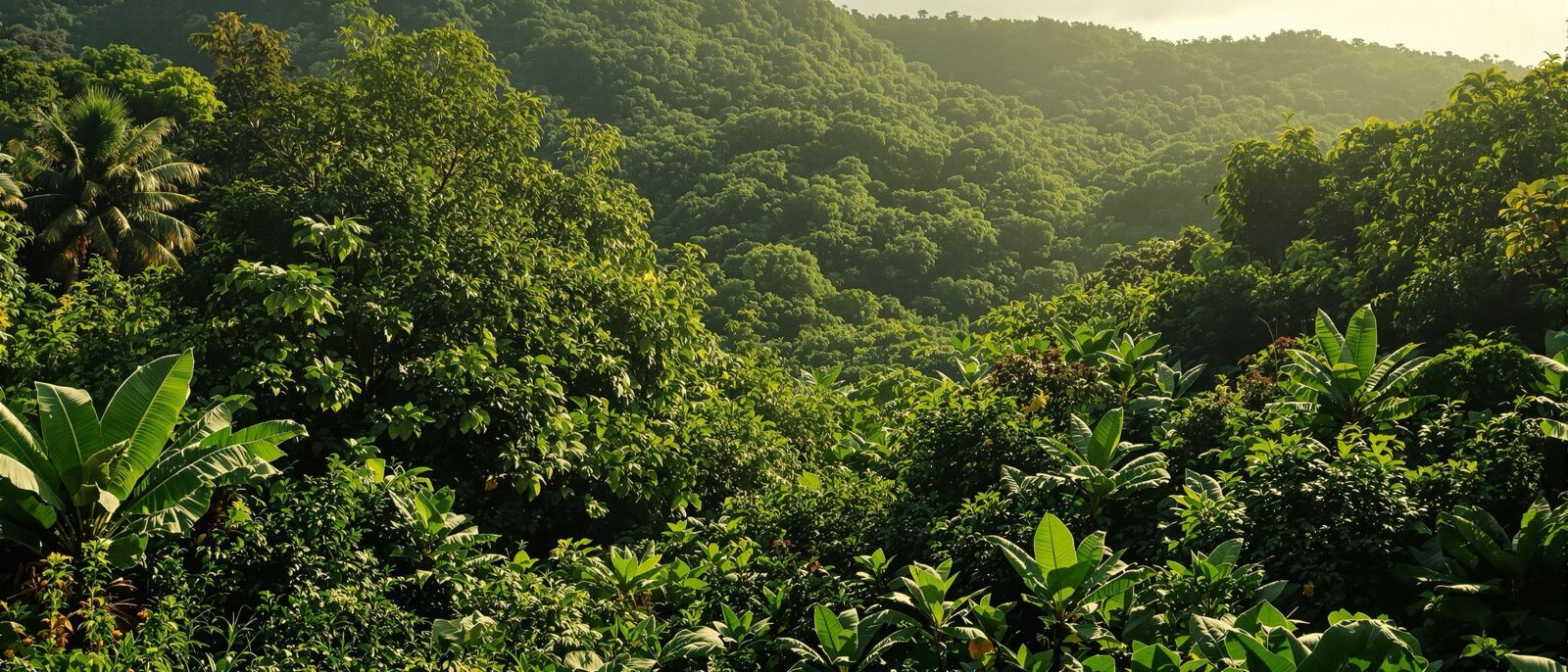Forested hills of the national territory at first light